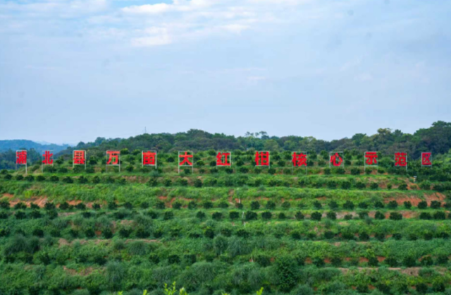 浦北陈皮文化旅游周28日开幕
