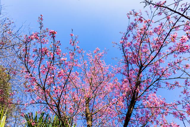 昆明冬樱花粉艳花簇缀满枝头
