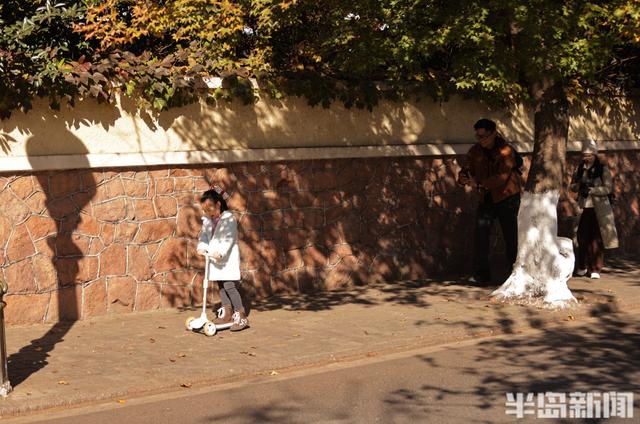 八大关枫叶抓紧看