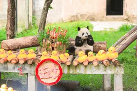 重庆动物园大熊猫“莽灿灿”过1周岁生日图片