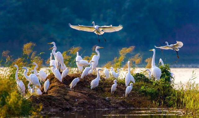在平阴，有一种幸福是“家在公园里”
