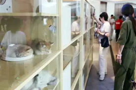 小猫离世还要继续还“猫贷”？免费领养竟陷入“宠物贷”……图片