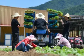 这里的高山蔬菜“高”在哪？图片