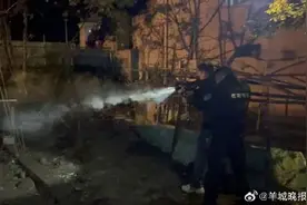 杭州临安一野猪闯入村民院子被警方击毙图片