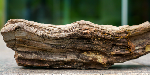 漾濞是“世界核桃起源地”！有五个维度可为证……