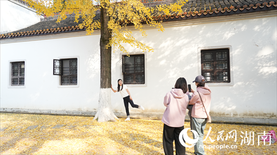 岳麓山下 枫红杏黄