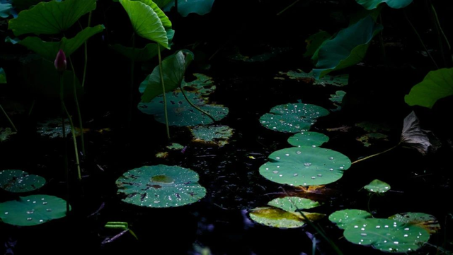 水墨瀛海 · 荷你有约 | 瀛海夏日限定荷花已上线