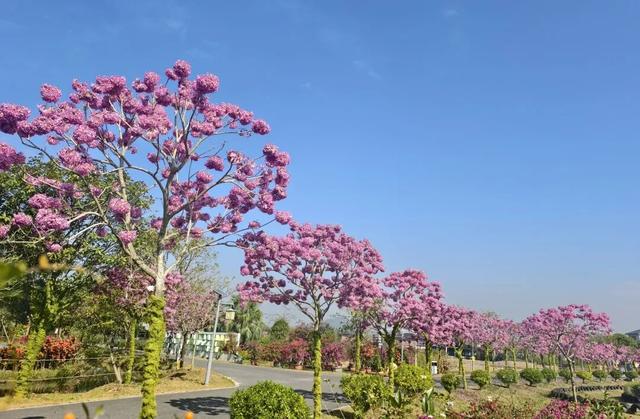 赏花撸萌宠、水果采摘、围炉煮茶……来珠海这里跨年，太精彩！
