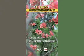 走，赏花去！清溪村这里的映山红花开正艳图片