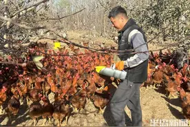 溜达鸡跑山羊遍地撒欢，00后小伙回乡当起“放羊娃”！承包200多亩地，线上线下齐发力年销售额20多万图片