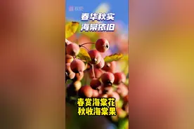 春华秋实 海棠依旧 西平又到了海棠果成熟的季节图片