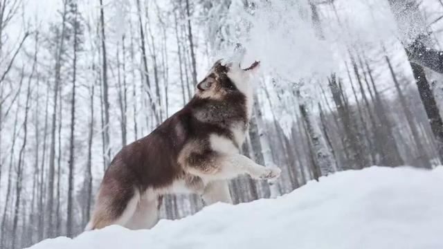 这个冬天，别再“猫冬”啦！300米超长滑道，来这开启嬉冰赏景的雪上之旅