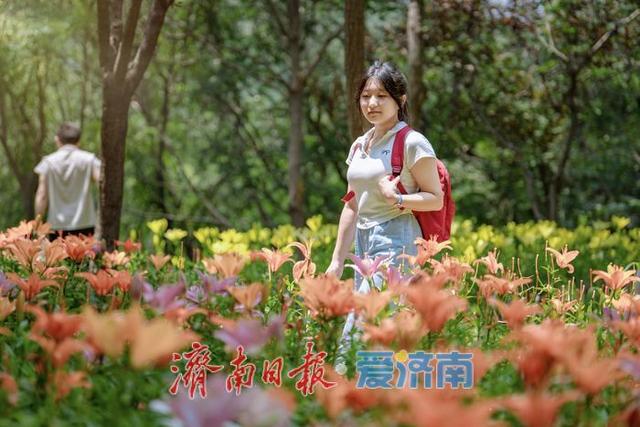 一年四季 泉在济南丨盛夏七月，济南红叶谷景区百合花迎来最佳观赏期