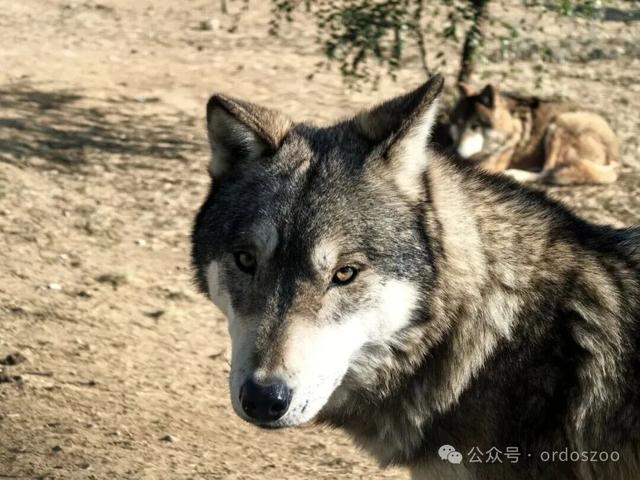 10月27日！鄂野自驾开启，解锁秋日野趣新玩法！
