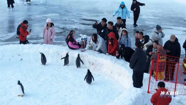 碧麟湾滑雪场：专业滑雪与趣味企鹅引爆冬游热潮