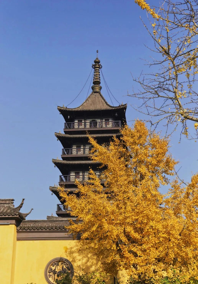 咔嚓~接下来的南湖，金灿灿！