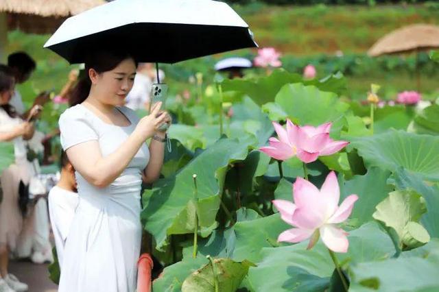 锦绣天府·安逸四川｜米易丙谷：荷花朵朵映水乡