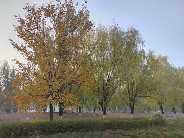 “山东邂逅美”摄影大赛｜枣庄市高新区：人才公园美景多