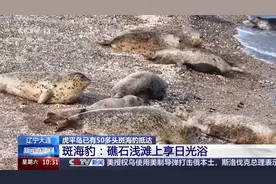 平时慢悠悠水里“干饭”嗖嗖嗖 呆萌斑海豹又到辽东湾图片