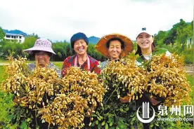 花生探源：中国是原产地之一图片