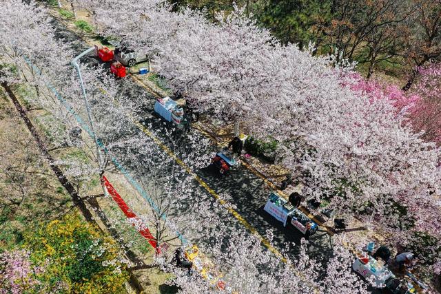 樱花还能这么玩？藏马山这波“体育+赏花”赢麻了！