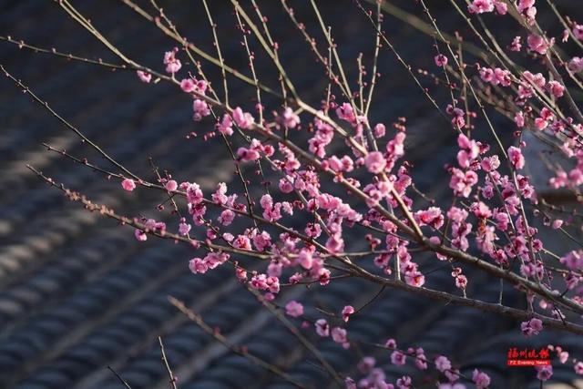 绝美！福州鼓山梅花开了！