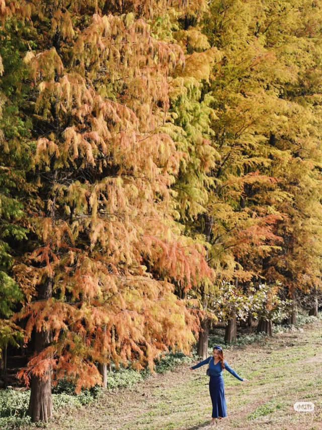 一眼心动的绝美“小森林”，在伦教找到了！