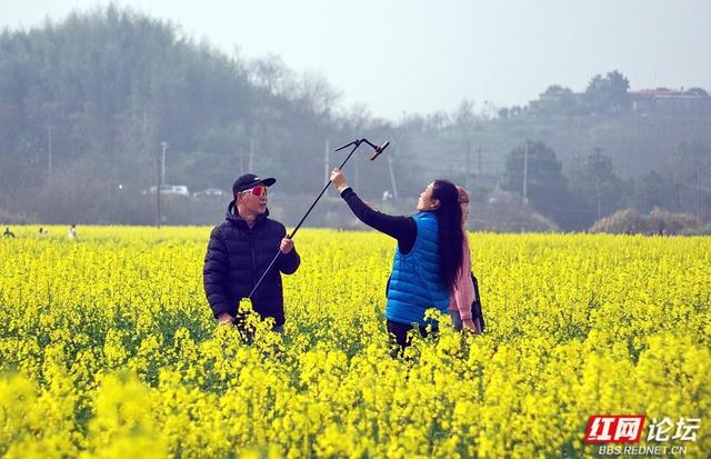 【赴春之约】株洲赏春好去处：仙庾镇徐家塘金色花海正当时