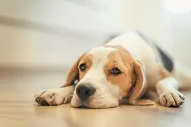 下花园区关于开展流浪犬专项整治的通告图片
