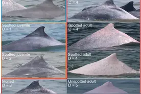 雷州半岛东部中华白海豚种群现状浅析图片