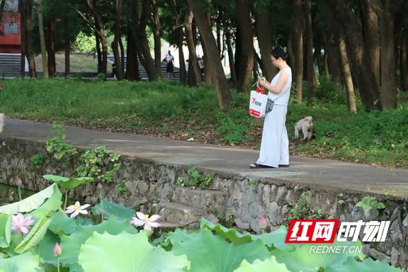 组图 | 衡阳：夏日赏荷正当时