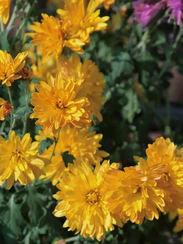 赏花、摘果、逛古镇，玩一天根本不够！