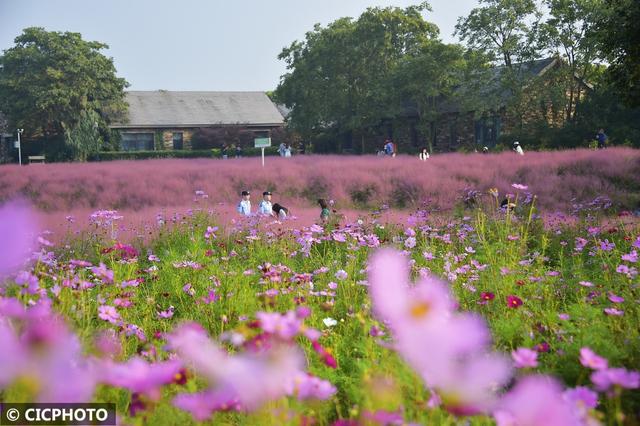 秋游花海,如行“花毯”