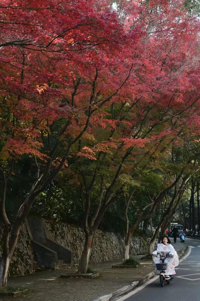 武汉冬日已“枫”神，全部地铁直达