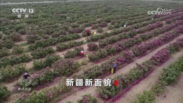 焦点访谈｜新疆突破想象的蜕变，藏着中国西部腾飞密码