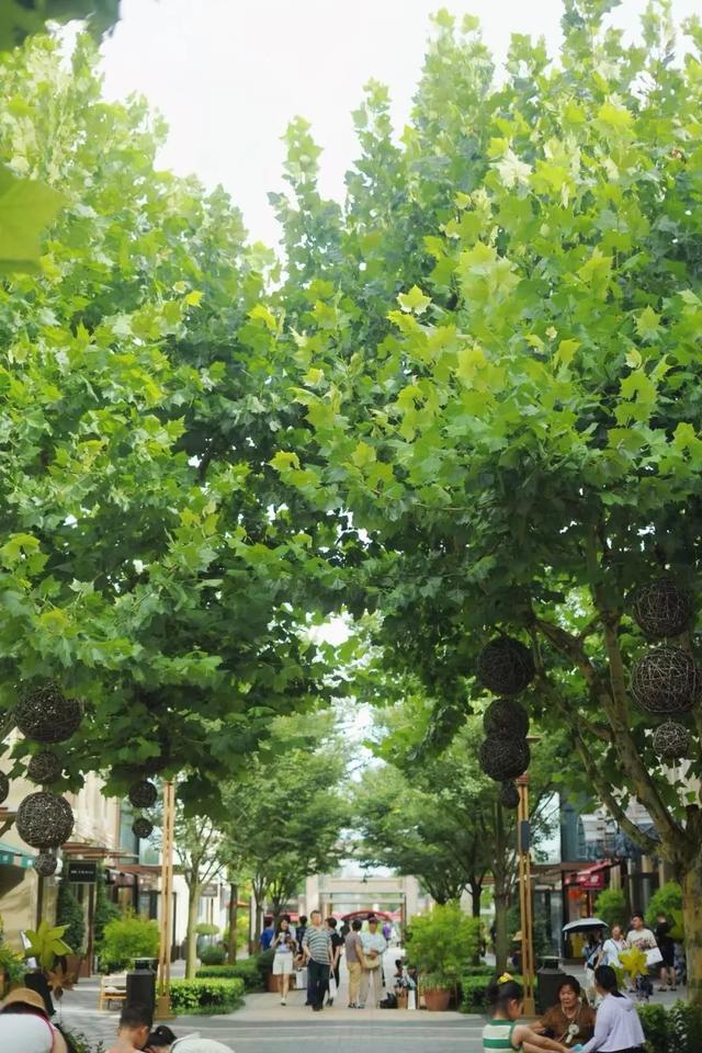 上海夏日｜微风解暑 绿意漫游