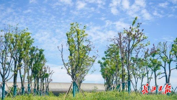 荒地披绿，武汉这条明渠变身水岸花溪