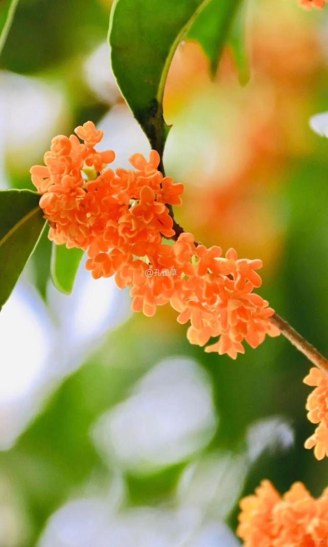 秋日限定“双骄”：从赏到玩转的完整攻略！