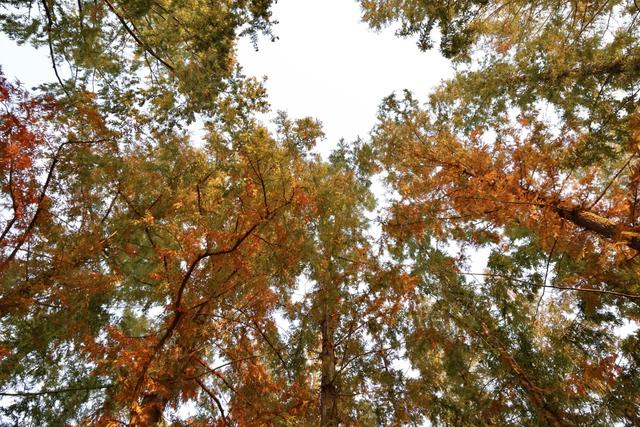 彩叶变色率超85%，玉渊潭公园推出四大赏秋打卡点位