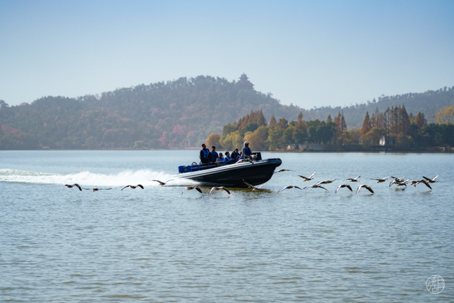 大雁伴飞、鱼鹰伴游，东湖生境雁岛全攻略来了！