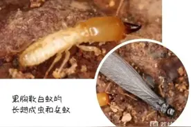 又到白蚁出没高峰期，这份应对指南请收好图片