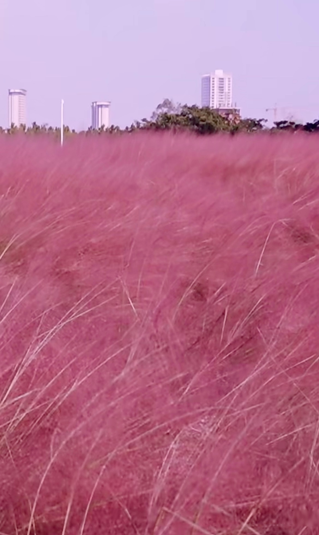 南海新区：粉色花海编织限定浪漫
