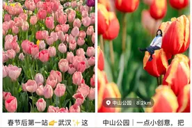中山公园的郁金香火了！市民：十年不逛公园，专程为赏花而来图片