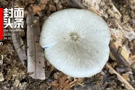 “实验”鸡枞在川出菇！“鸡枞自由”为时不远？｜封面头条图片