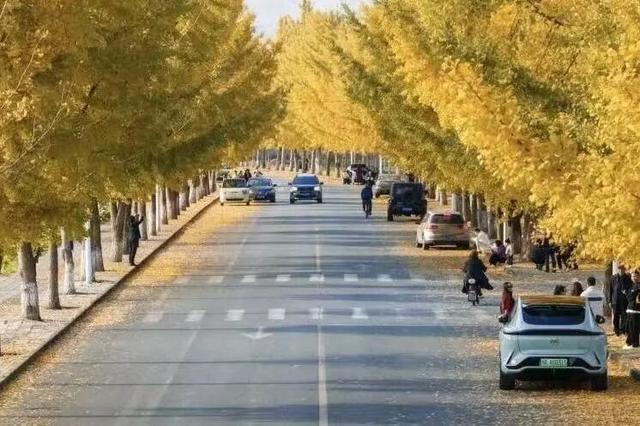 一年一度朋友圈银杏比美时刻，又！来！了！