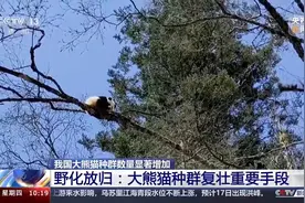 “毕业”后放归野外 大熊猫种群数量显著增加图片