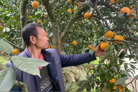 奉节脐橙的流量范本① | 直播带火百万单销售，揭秘背后流量密码图片