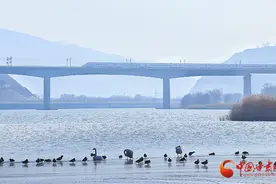 陇拍客|兰州三江口：列车驰行处 天鹅舞浪漫图片