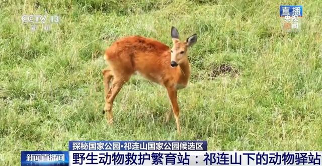 祁连山国家公园如何守护高原精灵？记者探秘→