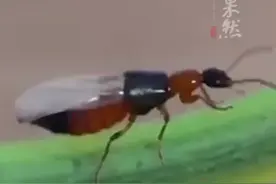 又是它！女子误将毒虫当蚊子拍死，险些毁容……图片